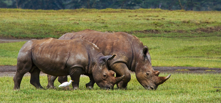 Two rhinoceros walking on grass in the national park. Kenya. National Park. Africa. An excellent illustration.