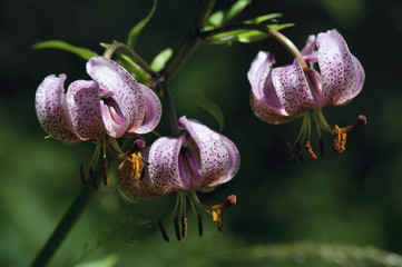 Türkenbundlilie (Lilium martagon) im kleinen Lärchenwald von Sils-Maria im Kanton Graubünden © berner51