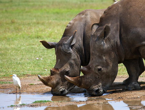 Rhinoceros drinking water from puddles. Kenya. National Park. Africa. An excellent illustration.