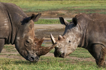 Fototapeta premium Two rhinoceros fighting with each other. Kenya. National Park. Africa. An excellent illustration.