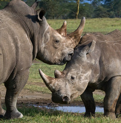 Obraz premium Two rhinoceros fighting with each other. Kenya. National Park. Africa. An excellent illustration.