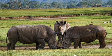 Obraz premium Two rhinoceros fighting with each other. Kenya. National Park. Africa. An excellent illustration.