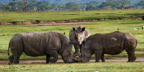 Fotobehang Neushoorn Twee neushoorns die met elkaar vechten. Kenia. Nationaal Park. Afrika. Een uitstekende illustratie.