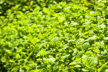 Fototapeta na wymiar Green leaves of mint in the garden in a sunny day. Bushes of lemon balm.
