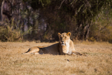 Fototapeta na wymiar lioness, South Africa 