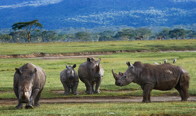 Group of rhinos in the national park. Kenya. National Park. Africa. An excellent illustration.