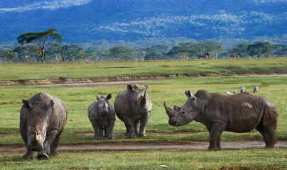 Crédence de cuisine en verre imprimé Rhinocéros Group of rhinos in the national park. Kenya. National Park. Africa. An excellent illustration.