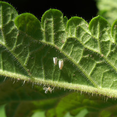 Whitefly - Trialeurodes vaporariorum 