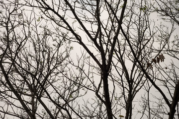 Abstract Tree branch ,The sadness of tree