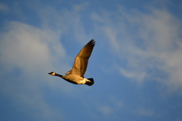 In flight