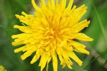 Yellow Dandelion Close Up