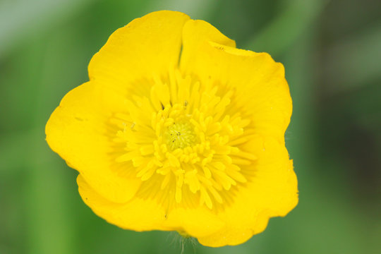Close Up of a Yellow Wild Flower