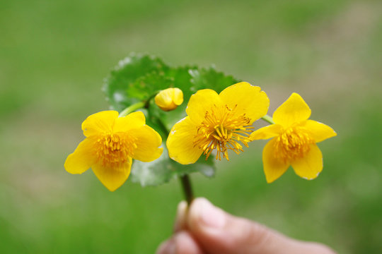Close Up of Small Wild Flowers
