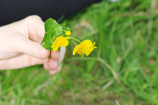 A Hand with Small Wild Flowers