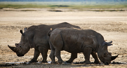 Obraz premium Two rhinoceros walking in the national park. Kenya. National Park. Africa. An excellent illustration.