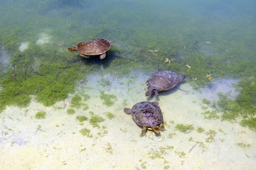 Obraz premium Australian fresh water turtles