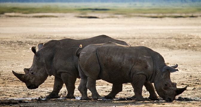 Two rhinoceros walking in the national park. Kenya. National Park. Africa. An excellent illustration.