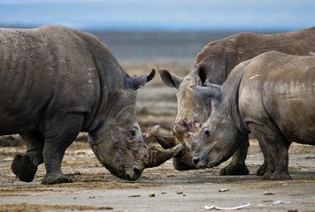 Deux rhinocéros qui se battent. Kenya. Parc national. Afrique. Une excellente illustration.