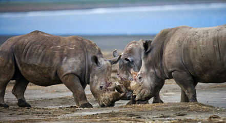 Obraz premium Two rhinoceros fighting with each other. Kenya. National Park. Africa. An excellent illustration.