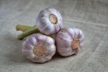 head of garlic on a background of burlap