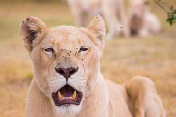 Obraz na płótnie Canvas lioness, South, Africa 