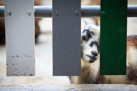 Picture of a goat is looking through wood