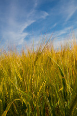 Obraz premium Ears of wheat field