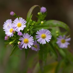 Neubelgische Aster / New Belgian Aster