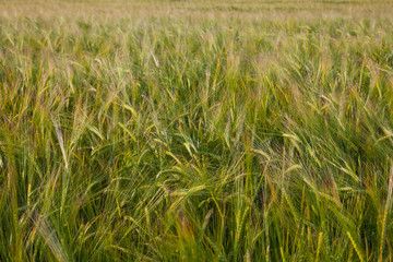 Ears of wheat field