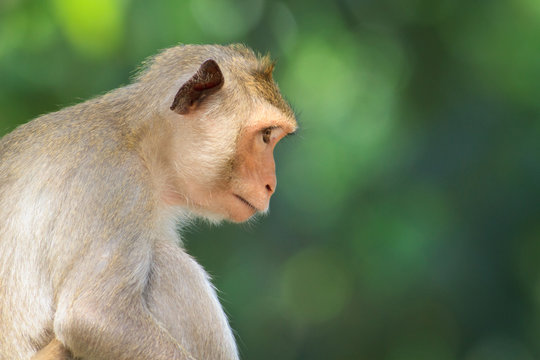 Picture of sad monkey