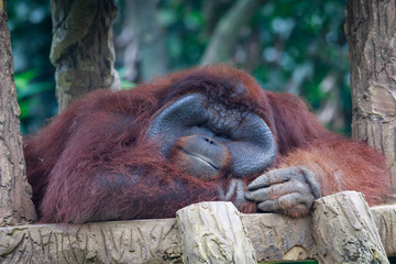 Closed up and funny picture of monkey or origutan in nature © duydophotography