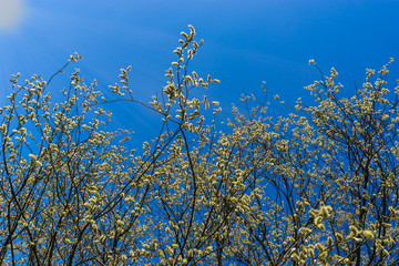 Frühling Weiden Kätzchen vor blauem Himmel in der Sonne