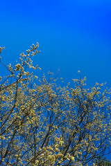 Frühling Weidenkätzchen vor blauem Himmel