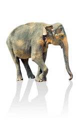 Indian elephant isolated on white background.