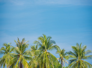 Fototapeta premium Coconut on blue sky
