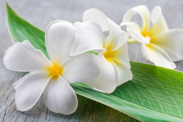 Obraz na płótnie Canvas Beautiful white plumeria flower