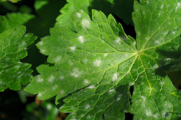 Powdery Mildew of on a leaf of perennials