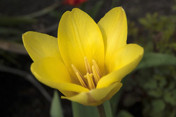 Fototapeta premium Yellow tulip petals spread