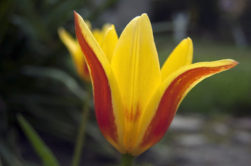 Two-color tulip petals spread