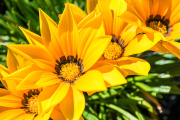 Gazania flowers - yellow