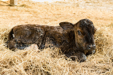 Fototapeta premium Brown newborn calf lying on staw