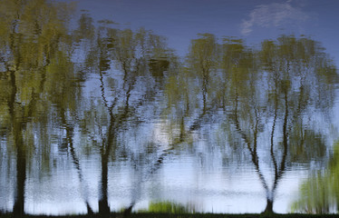 trees and sky reflected in water
