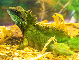 Fototapeta premium Iguana