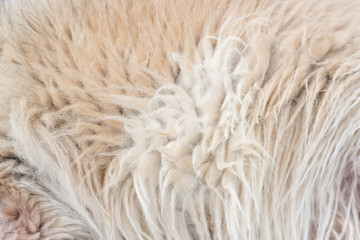 Dog fur texture