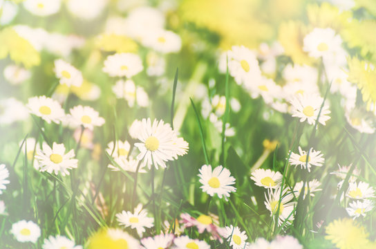 Wild camomile daisy flowers growing on green meadow, soft pastel image with sunlight and copy space, holiday easter background