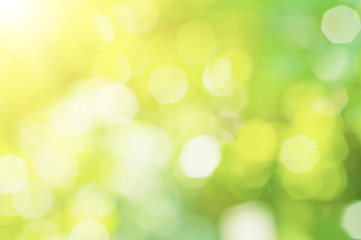 Obraz premium Słoneczny streszczenie zielony natura niewyraźne tło, koncepcja wiosny eco