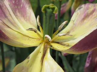 Closeup of yellow and purple tulip in spring