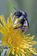 Bumble Bee feeding nectar from Dandelion flower