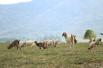 Naklejka na ściany i meble Goats eating grass in a field