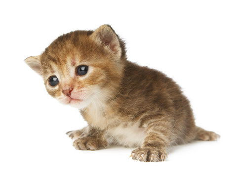 Cute grey striped kitten isolated